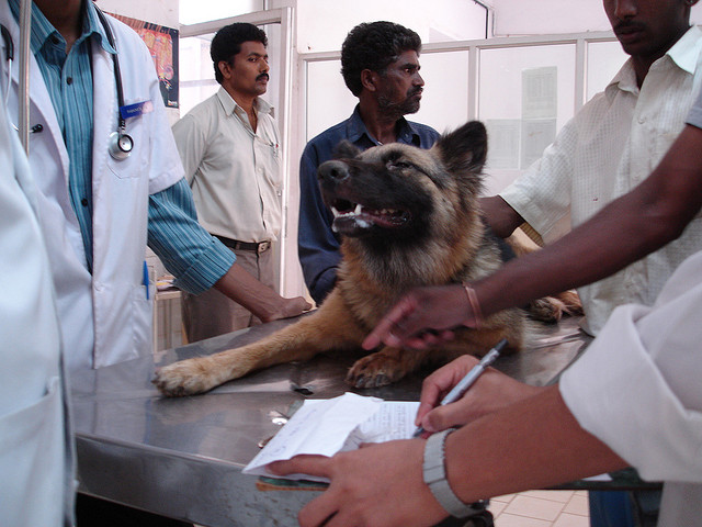 maladie de Carré chez un berger allemand