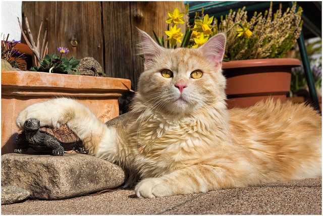 Avec qui d'autre un chat peut-il se lier d'amitié ?