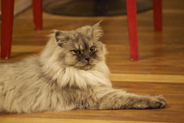 Dans les cafés à chats, les chats vont où ils veulent.