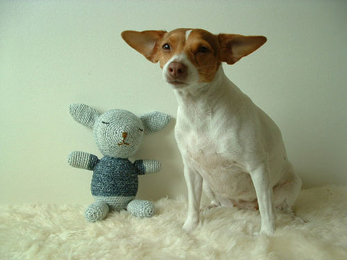 Un chien aux grandes oreilles pointues