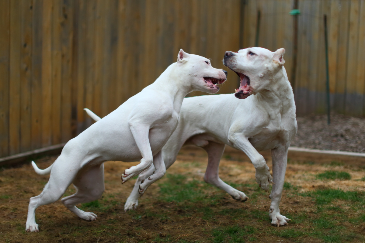 Dogo Argentino