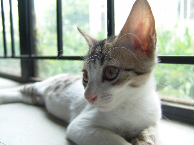 comportement du chat