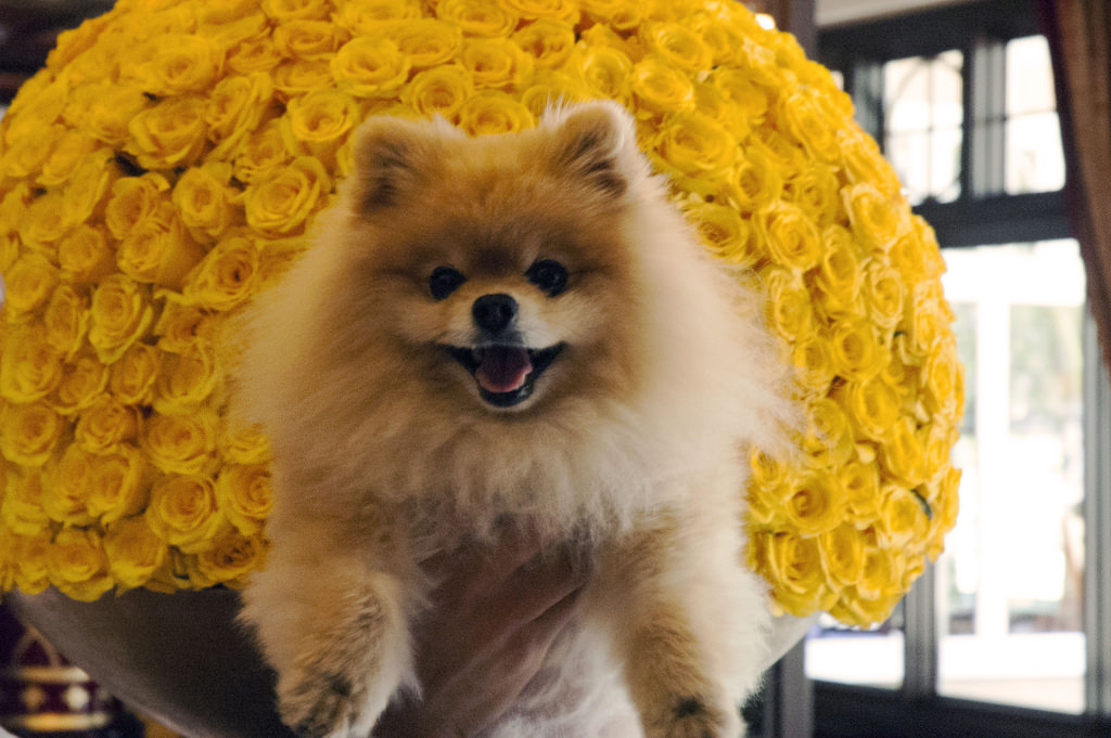 Un Spitz nain devant un bouquet