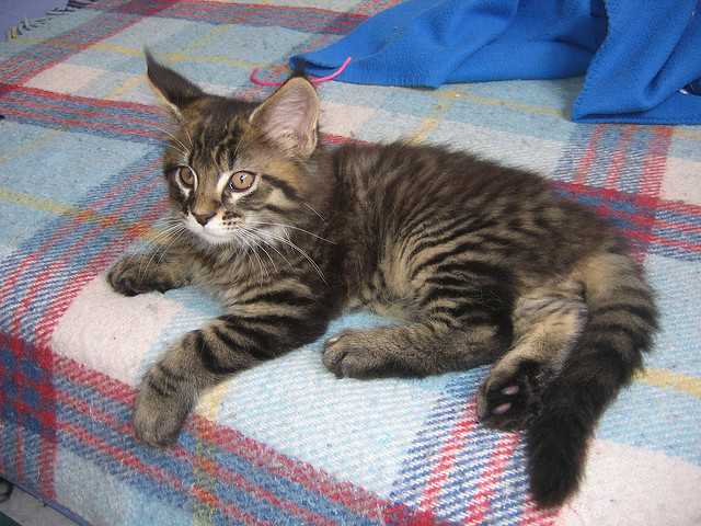 Maine Coon à la robe bringée
