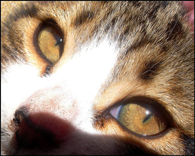 yeux de chat