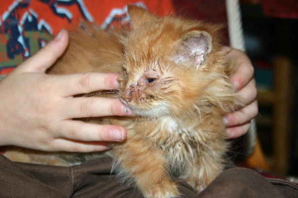Les yeux du chat sont infectés