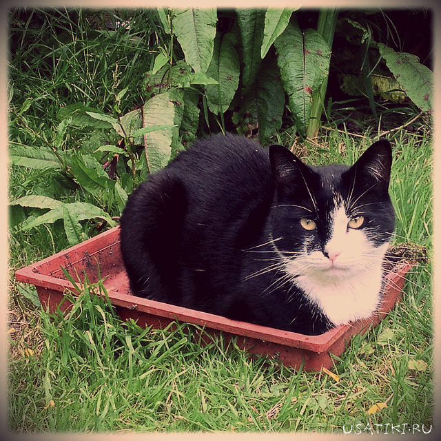 Comment aider un chat