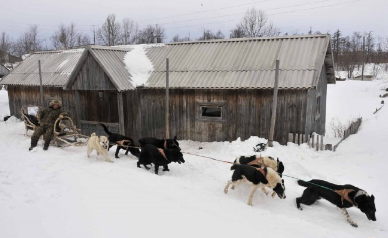 utilisation des chiens de Sakhaline