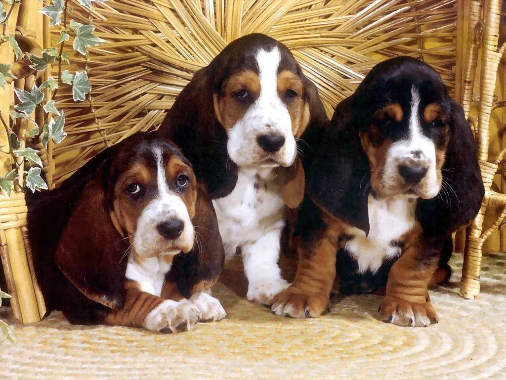 chiots de race Bloodhound