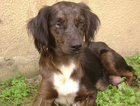 Examinez votre animal de compagnie pour ne manquer aucun oiseau.