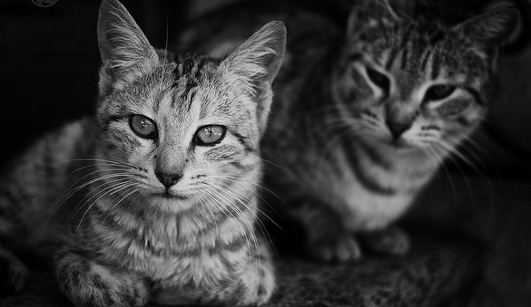 Les chats peuvent vivre seuls ou en couple.