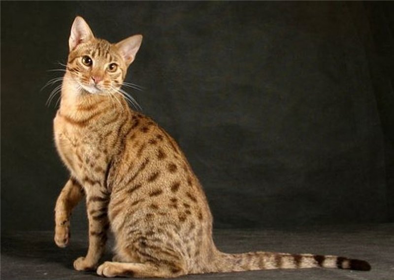 chats Ocicat