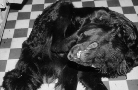 La maladie d'Aujeszky chez les chiens