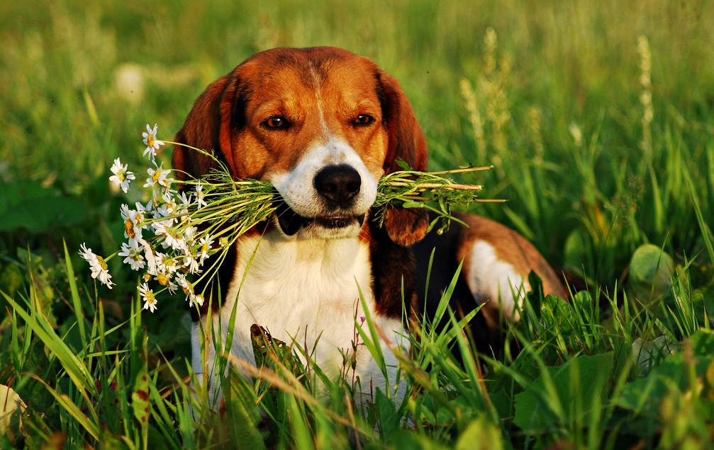 Chien estonien avec des fleurs