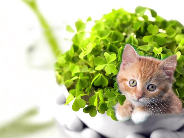 Quels sont les dangers pour les chats ?