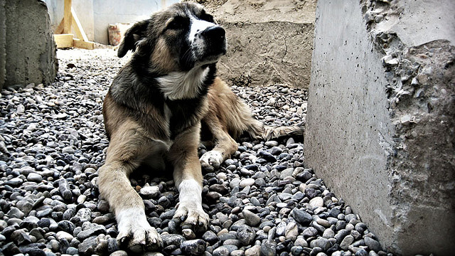 Protégez votre chien des puces