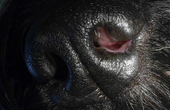 rhinite catarrhale chez un chien