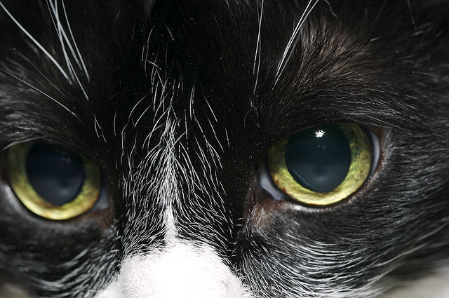 Cataractes chez les chats