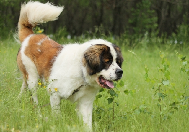 Chien de garde de Moscou