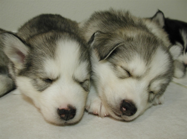 chiots husky