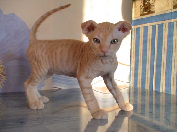 chats ukrainiens Levkoy