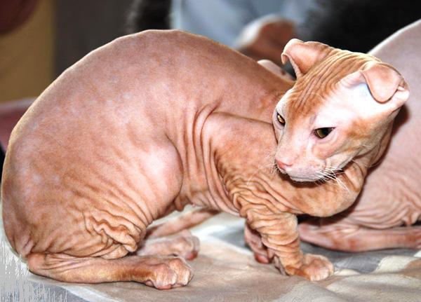 Caractéristiques générales de la race de chat ukrainienne Levkoy