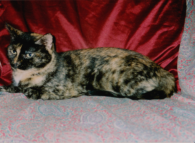 Chat écaille de tortue