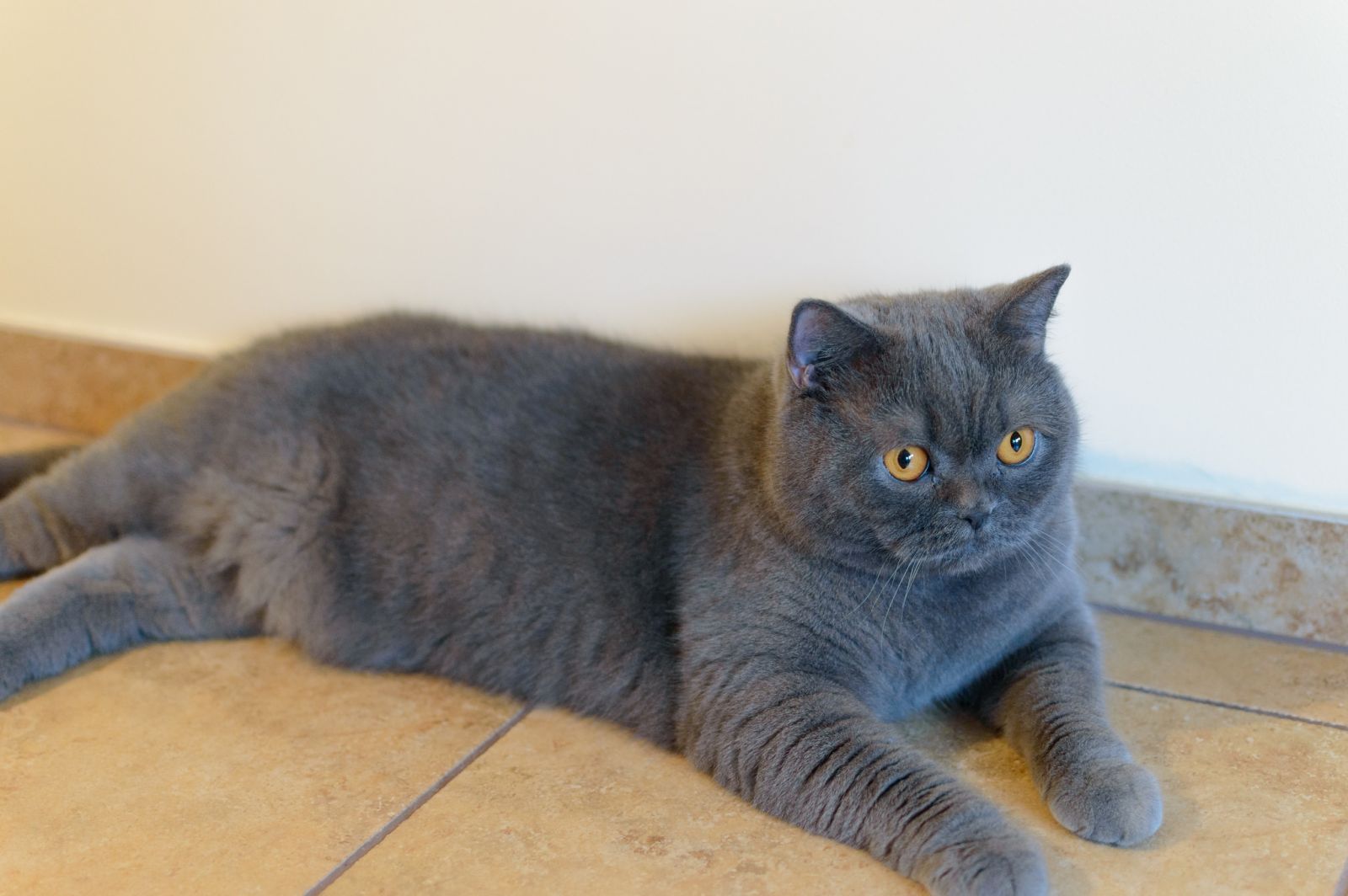 Chat bleu britannique