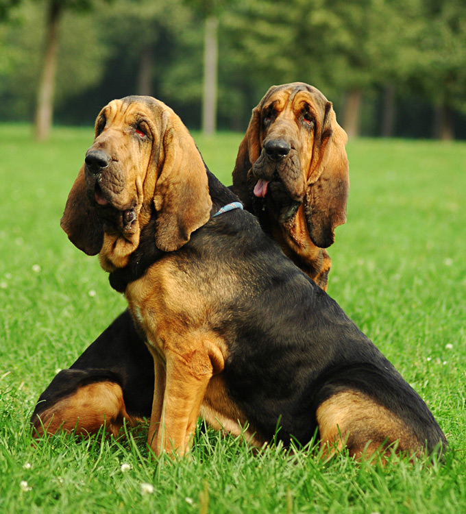 chiens de Saint-Hubert
