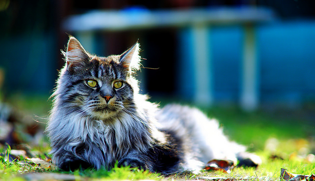 Chat Maine Coon sur l'herbe