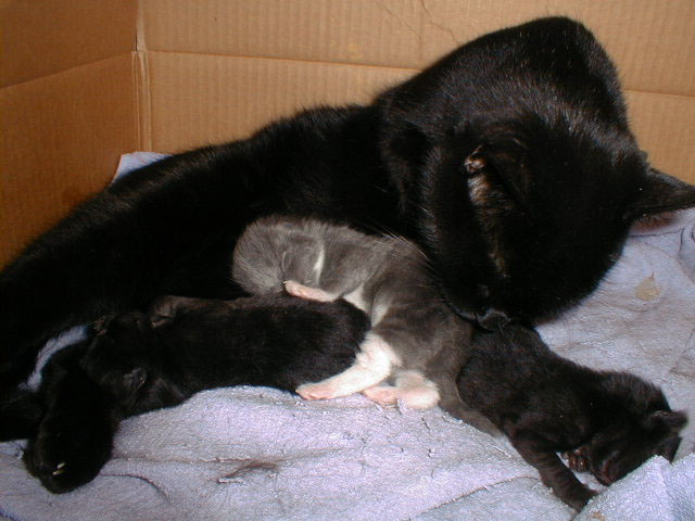 La chatte et ses chatons ont besoin de vos soins.