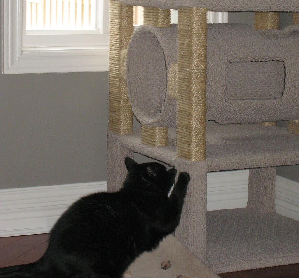 le chat griffe le rideau