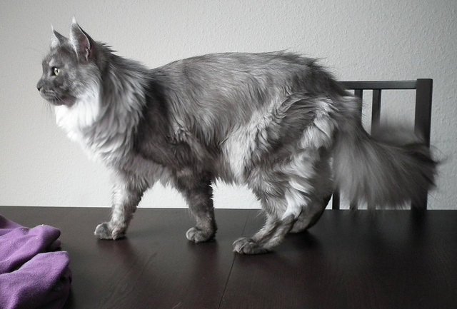 Couleur fumée du chat Maine Coon