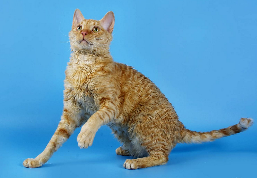 Histoire de la race Ural Rex