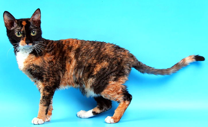 entretien de l'Ural Rex