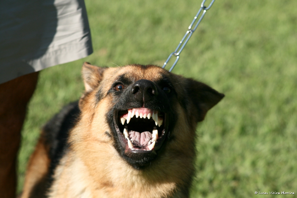Comment apprendre à un chien l'ordre « Attaque »