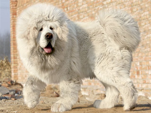Mastiff tibétain blanc