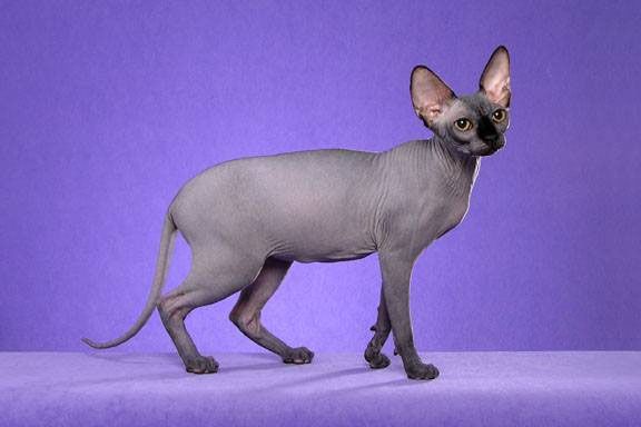 Caractéristiques générales des chats Peterbald