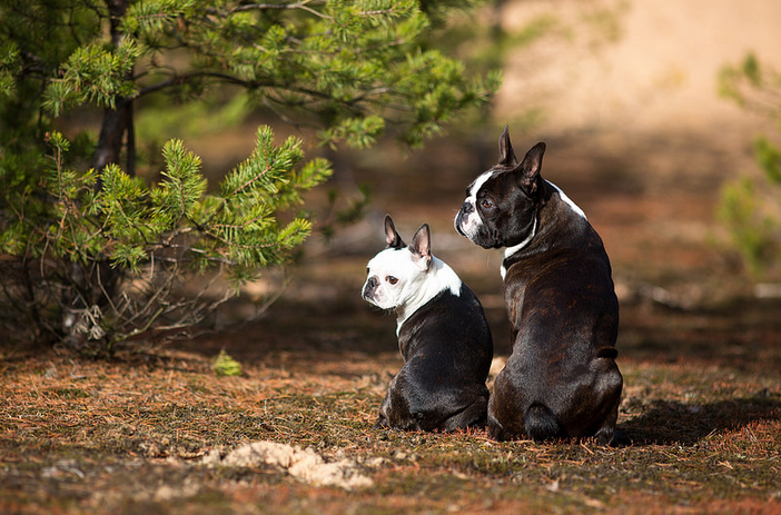 Chiens Boston Terrier
