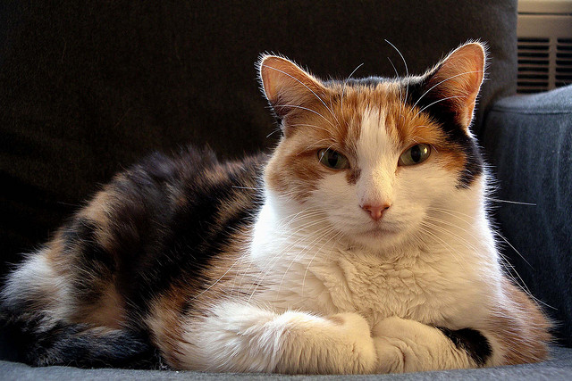 Prévention des ulcères d'estomac chez les chats