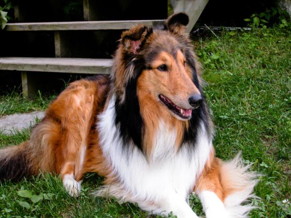 Chien Collie