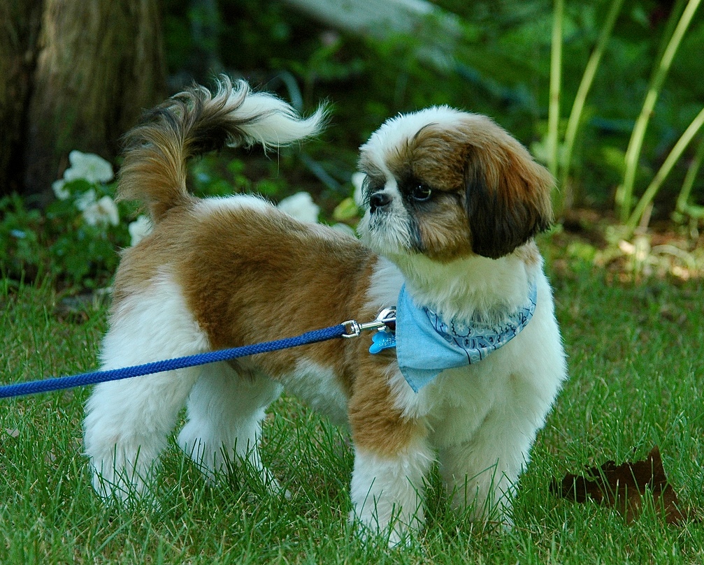 exercice Shih Tzu