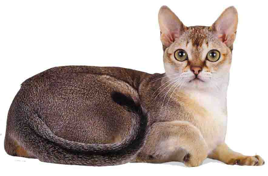 Santé des chats à Singapour