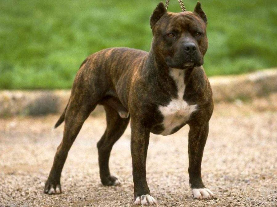 Un Staffordshire Bull Terrier sur cette photo