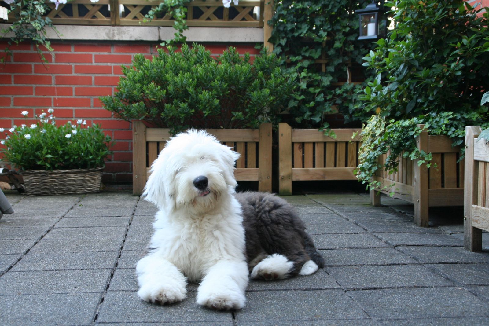 Bobtail (Bobtail anglais ancien)