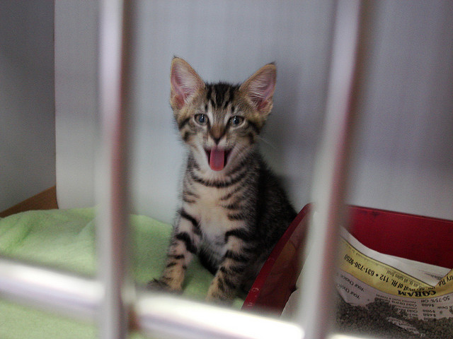 Les animaux sans abri sont gardés pendant 24 heures supplémentaires après l'opération.