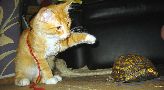 Chaton et tortue