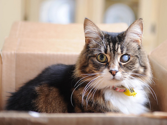 Cataractes chez un chat