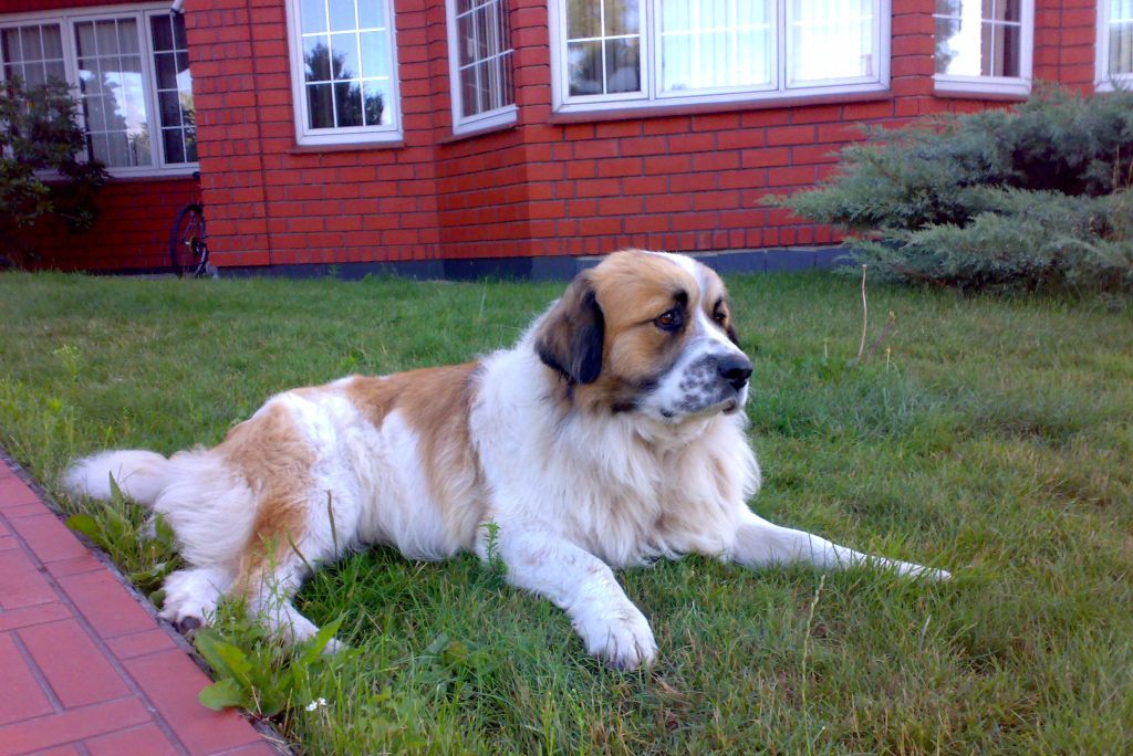 Garde de Moscou en service