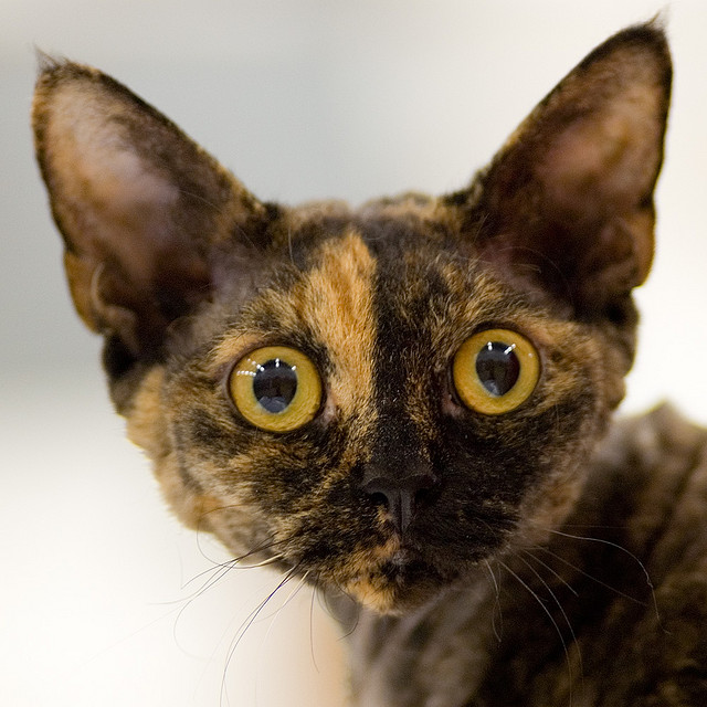 Chaton Devon Rex, couleur écaille de tortue